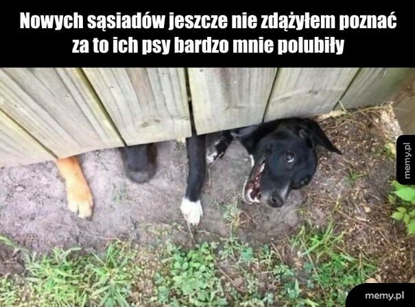 Psy sąsiadów