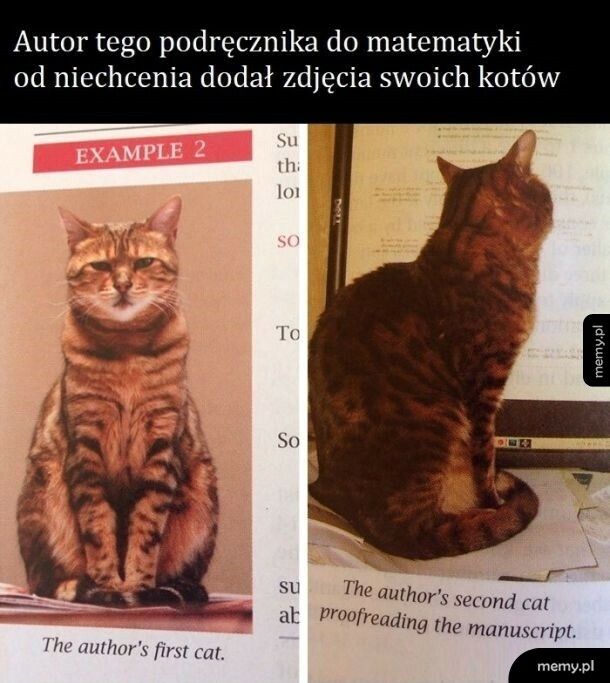 Kot w podręczniku