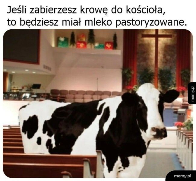 Krowa w kościele