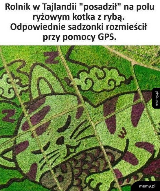 Kotek z rybą