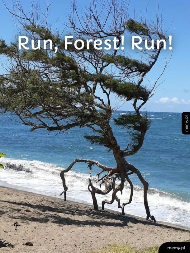 Run Forest ....