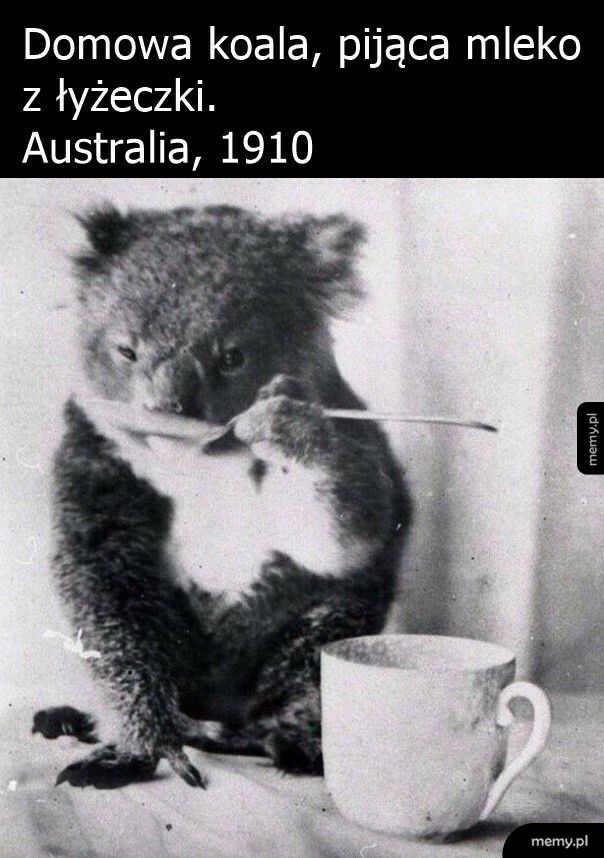 Domowa koala