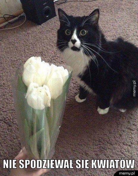 Nie spodziewał się kwiatów.