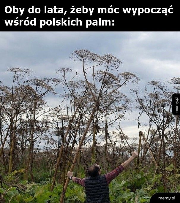 Wśród polskich palm