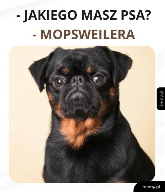 Mopsweiler jak malowany