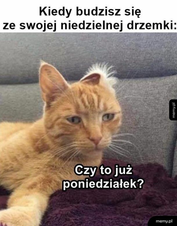 Drzemka