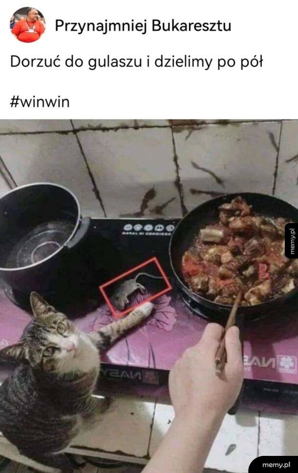 Porcja dla kotka