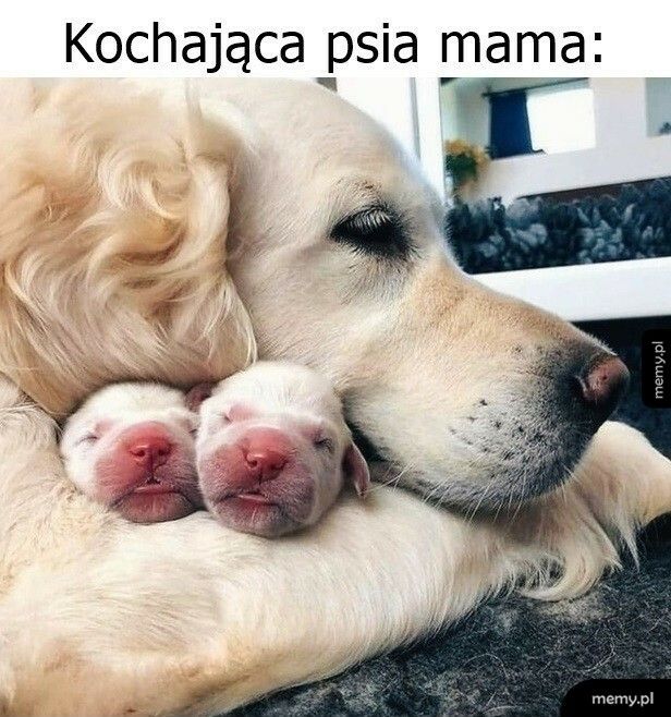 Kochająca psia mama