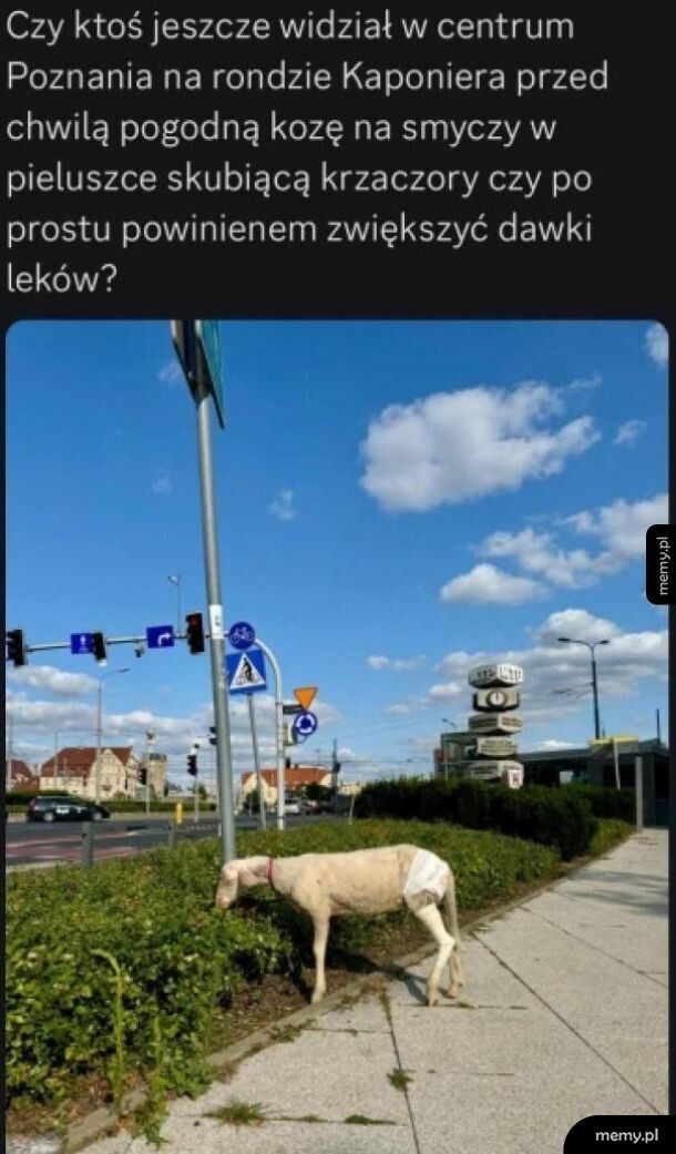 Ciekawy widok