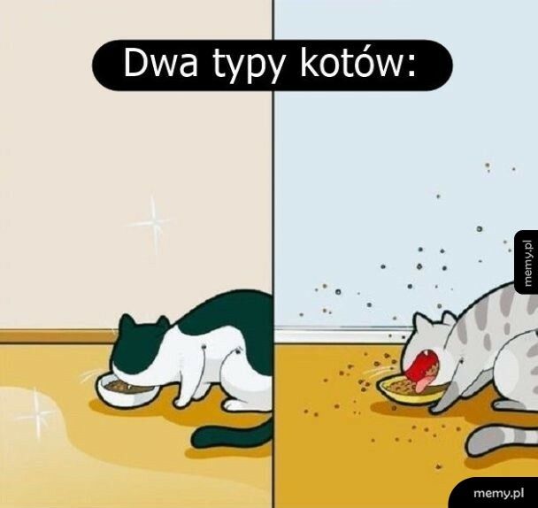 Dwa typy kotów