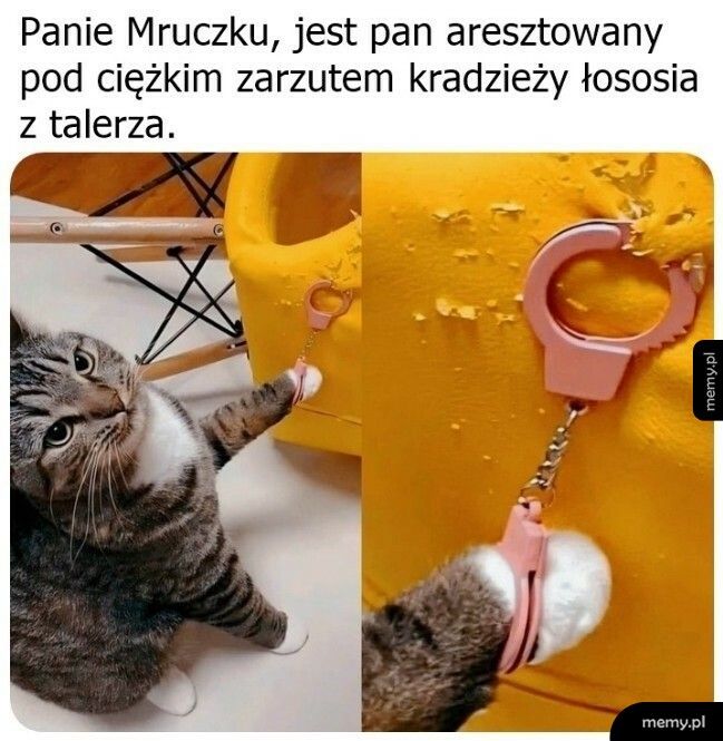 Niegrzeczny kotek