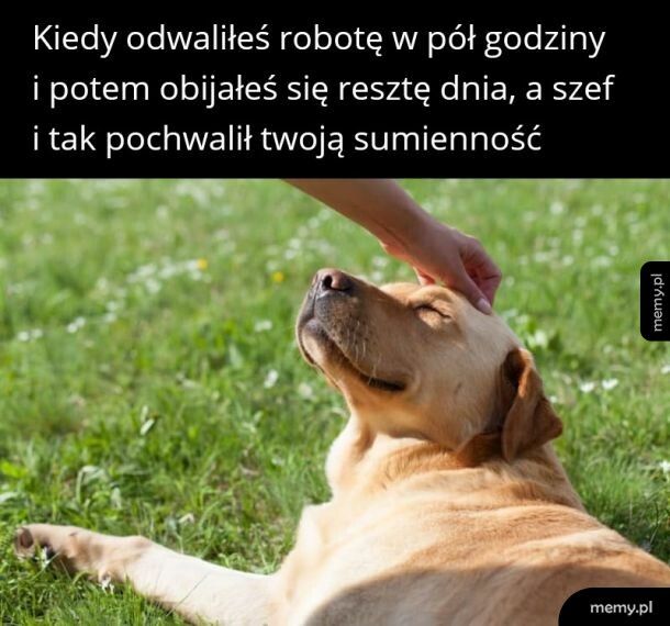 Podwójna satysfakcja