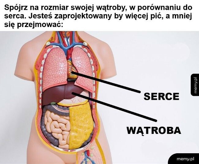 Serce i wątroba