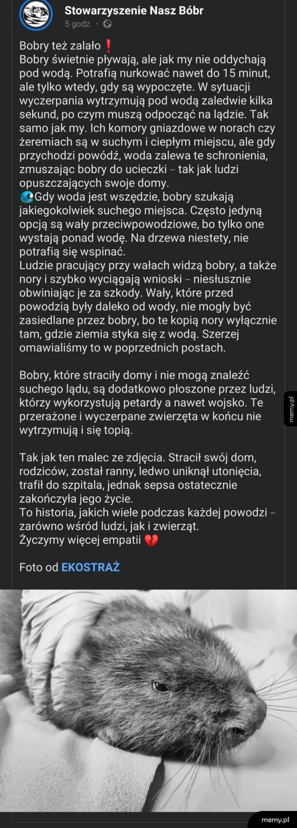 Bobry nie niszczą wałów