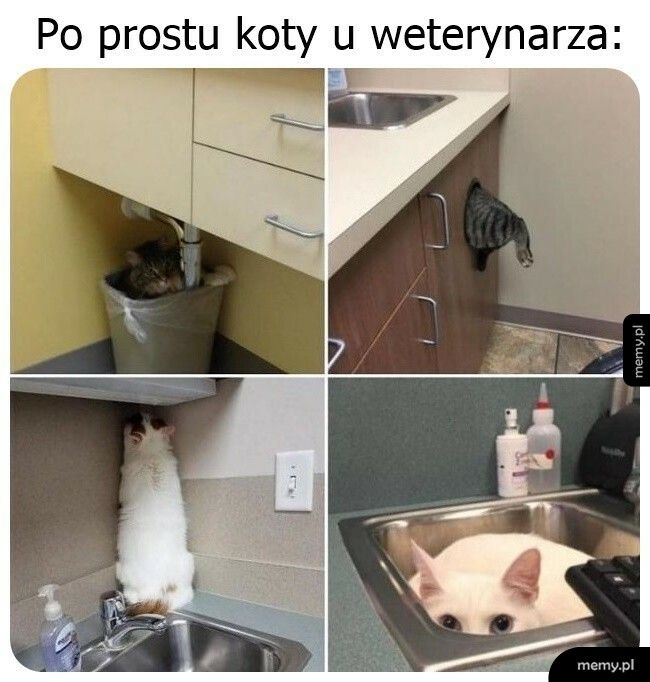 Koty u weterynarza