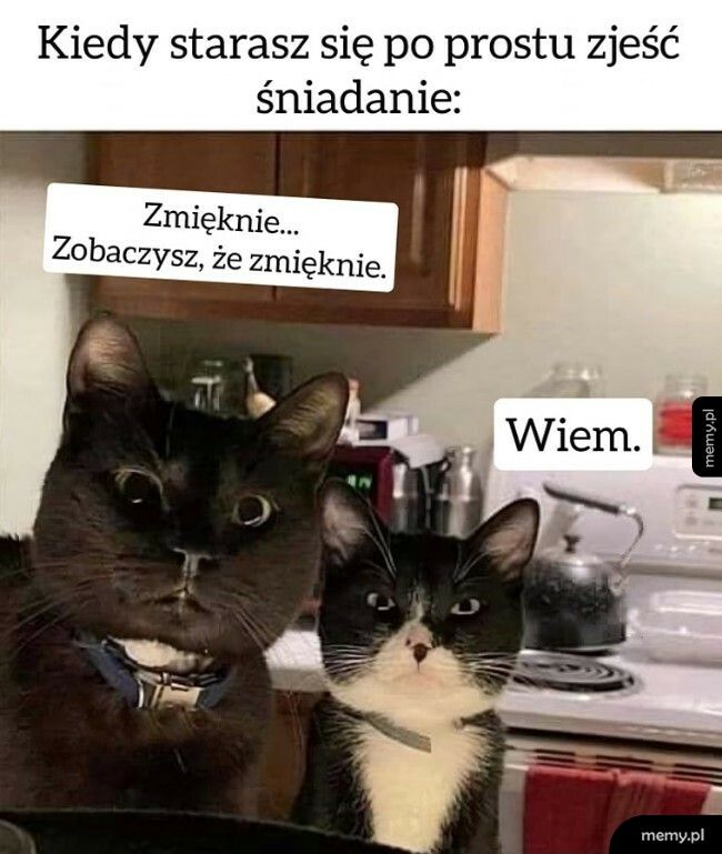 Życie z kotami