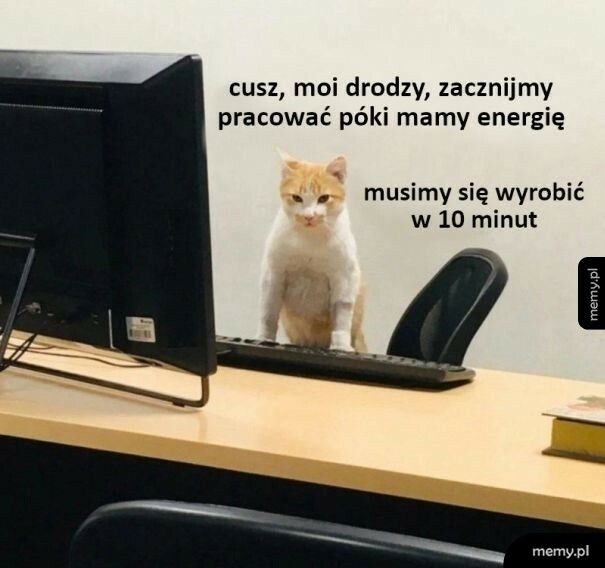 Koty nie mają łatwo