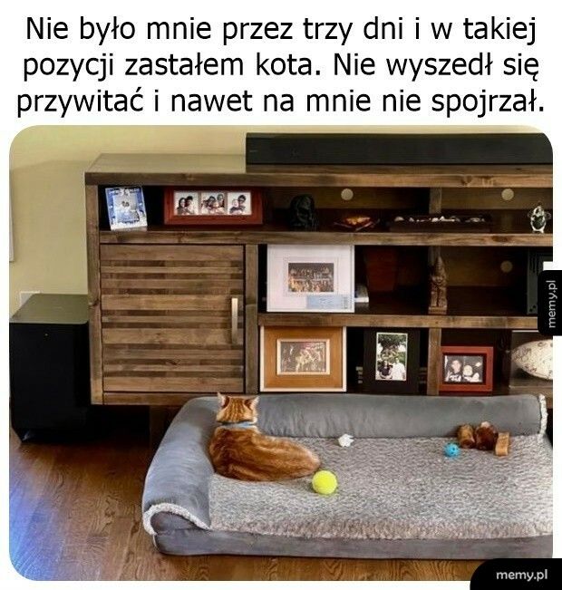 Obrażona kicia