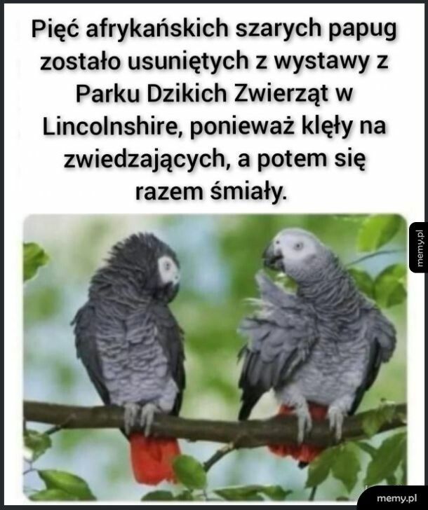 A gdzie wolność słowa dla papug