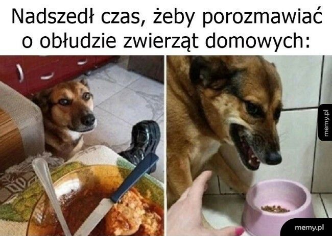 Obłuda zwierząt domowych