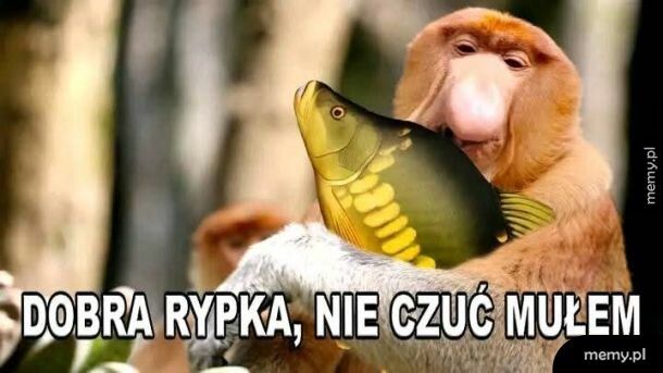 Dobra rypcia