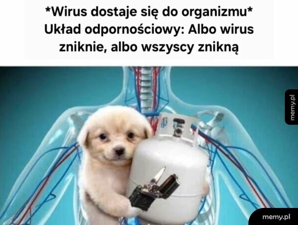 bez kompromisów