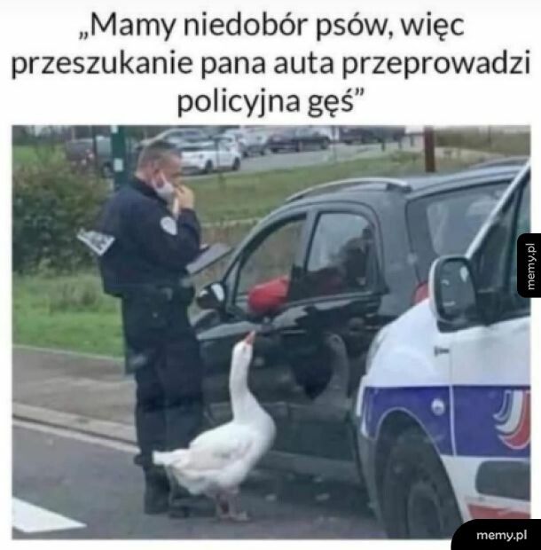 Policyjna gęś