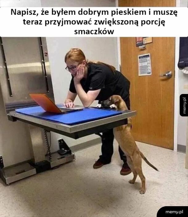 Dobry piesek