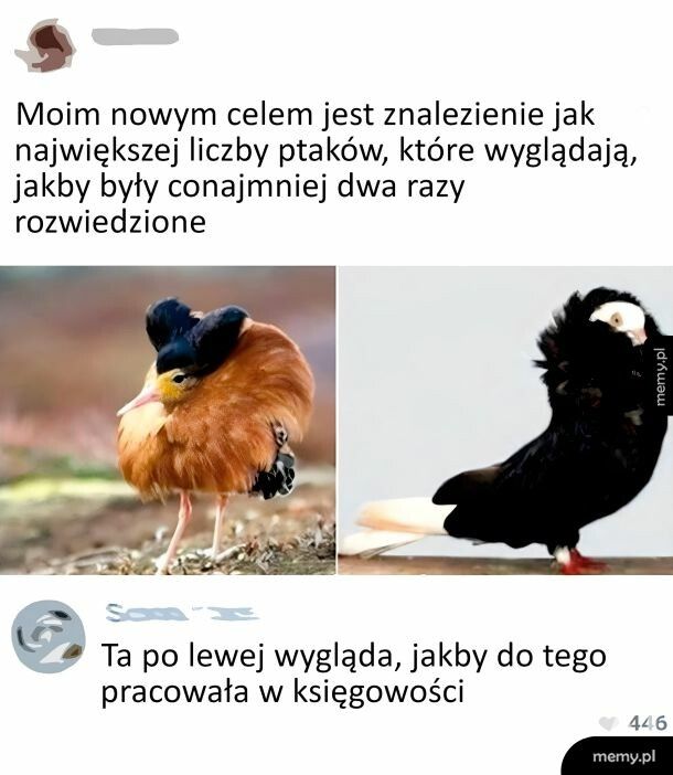 Ptaki, które wyglądają jak rozwiedzione