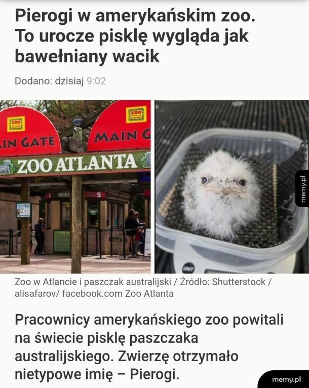 Paszczak australijski