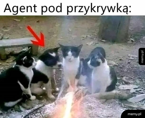 Agent