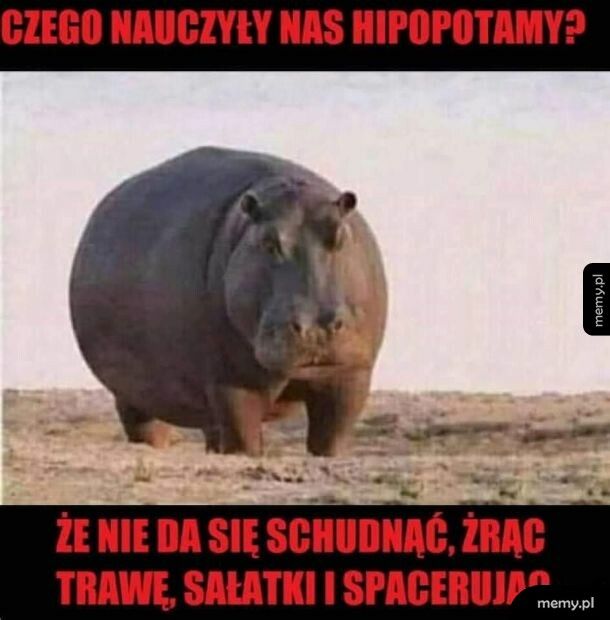 w sumie coś w tym jest