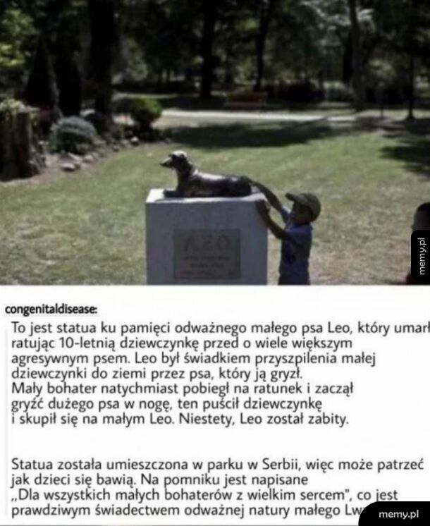 Odważny piesek