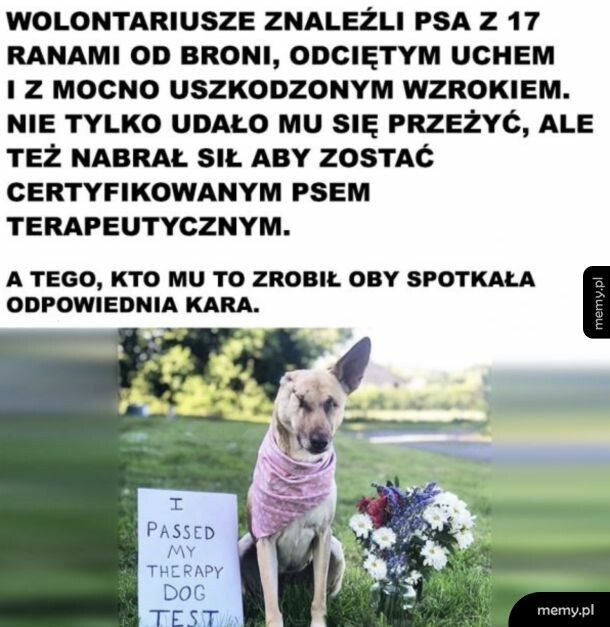 Dobry piesek