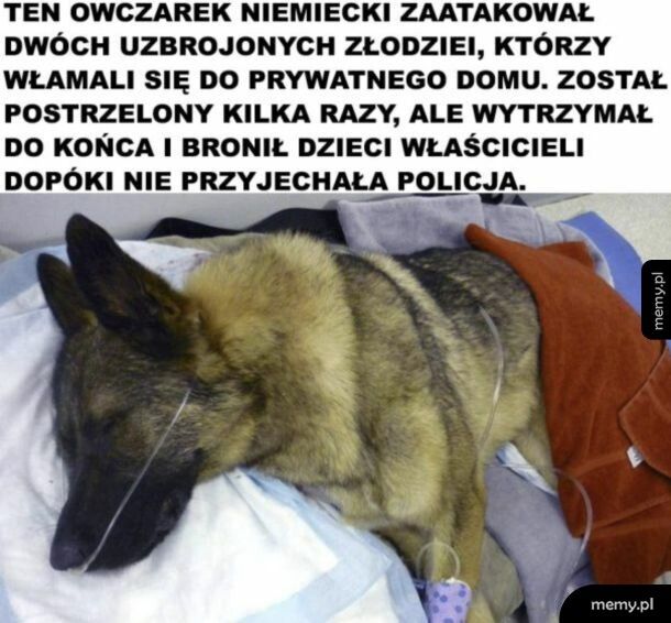Bohater