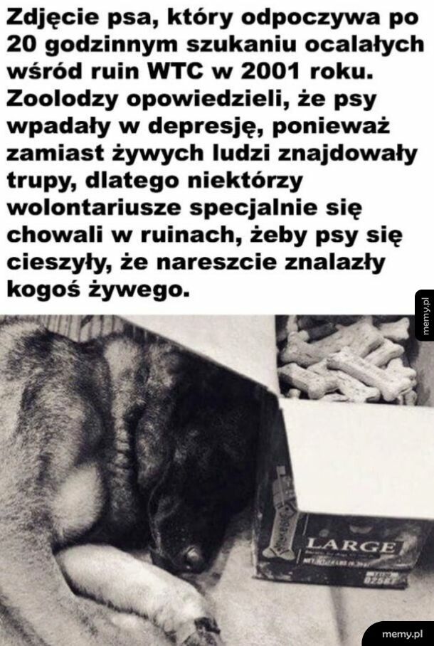 Empatyczne pieski