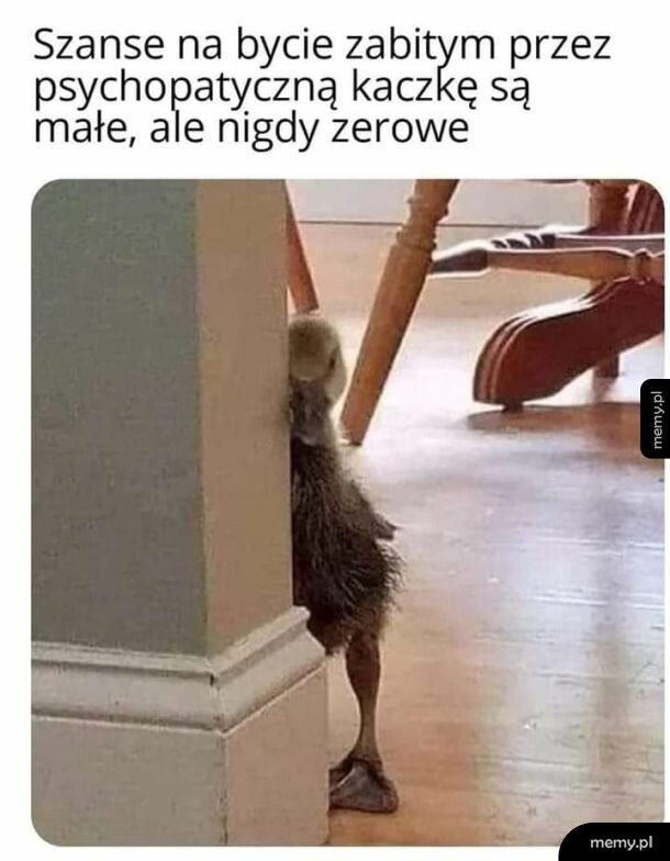Kaczka