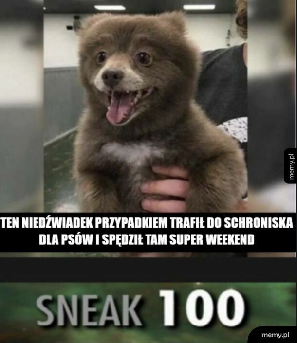 Wygląda jak pies