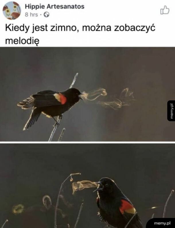 Śpiew ptaka