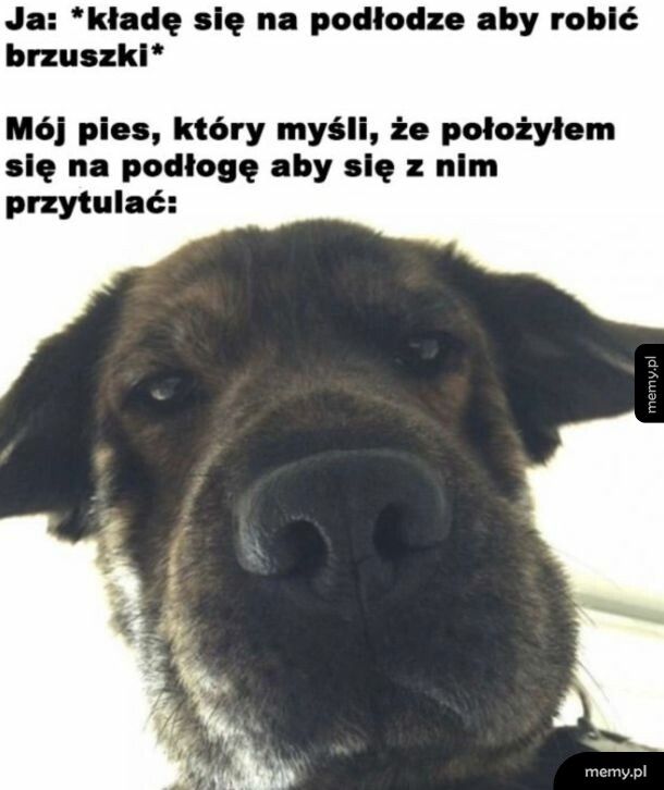 Typical piesek