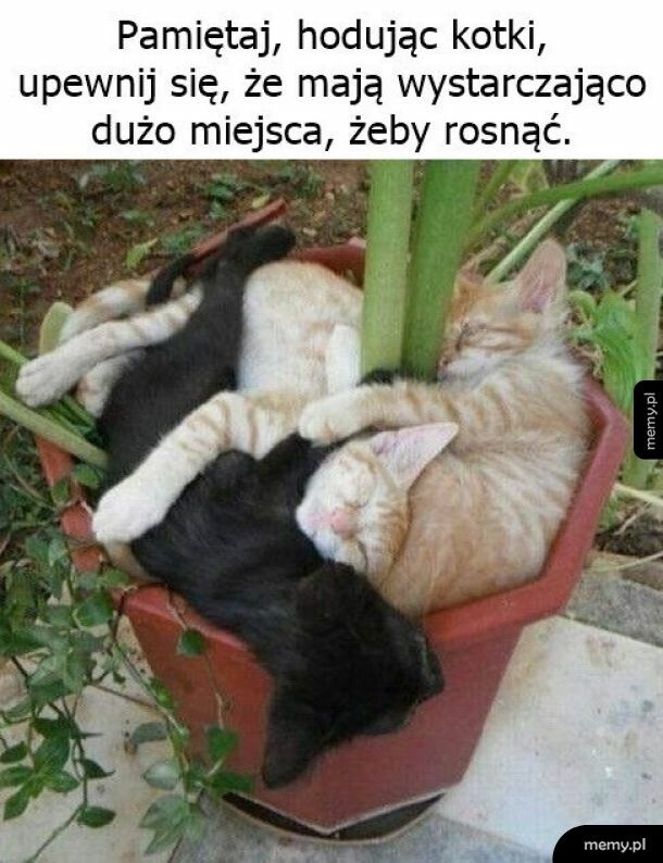 Hodowla kotków