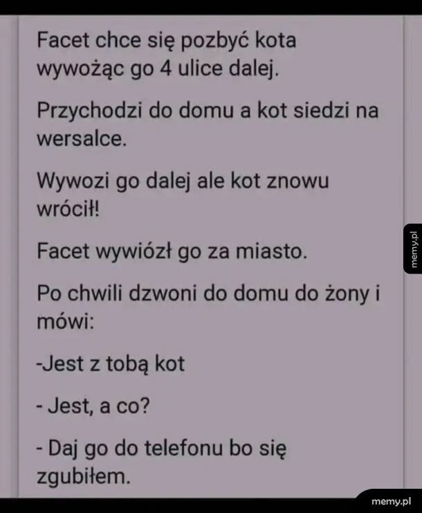 Kot