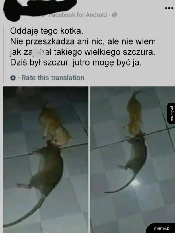 Straszny kot