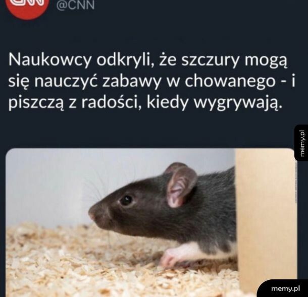 Słodziaki