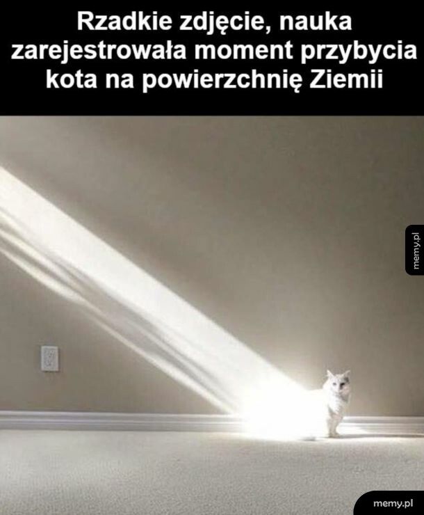 Moment przybycia kota
