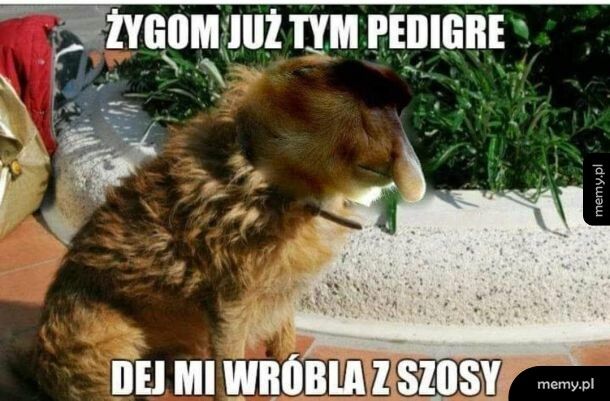 W koło te saszety
