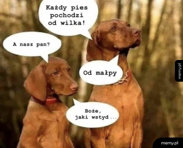 Wstyd