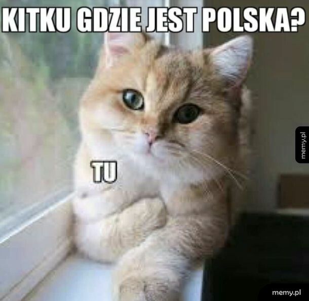 Zobaczmy ile patriotów jest na kwejku
