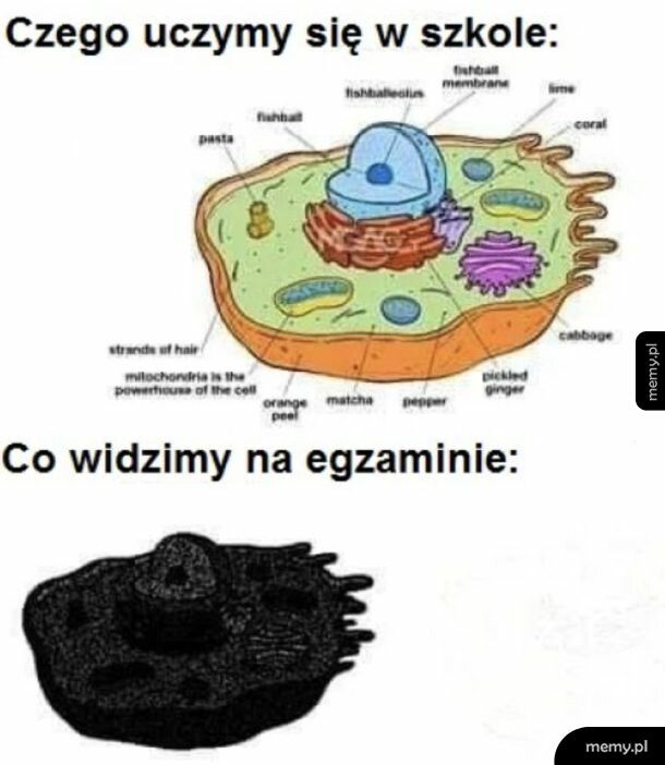 Sesja