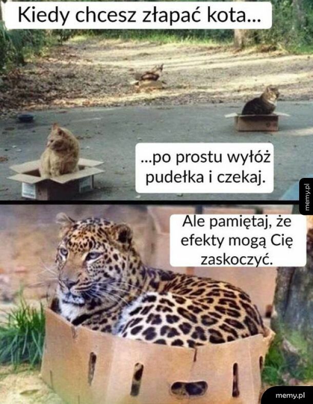 Pułapka na kota